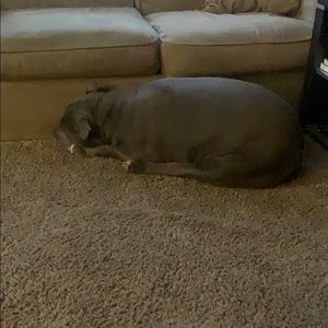 Meet your Posher, Raven